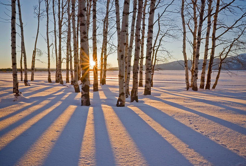 sun rising among trees in snow covered land